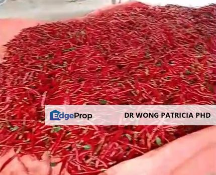 Chilly Fam, 3.02 acres, off 195 Jalan Seremban, 71350 Siliau, Negeri Sembilan, Negeri Sembilan, Seremban