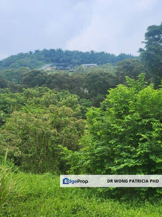 Sandalwood Farm, 1 ac, Kampung Kundor Hilir, 71400 Pedas, Negri Sembilan, Negeri Sembilan, Rembau