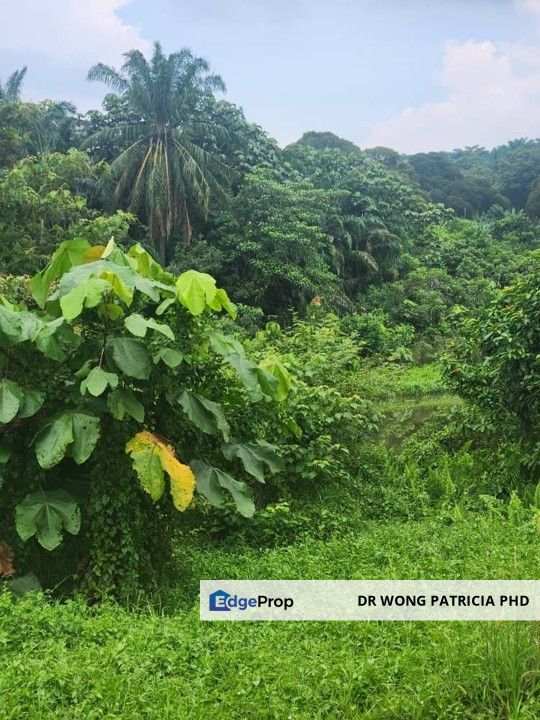 Sandalwood Farm, 1 ac, Kampung Kundor Hilir, 71400 Pedas, Negri Sembilan, Negeri Sembilan, Rembau