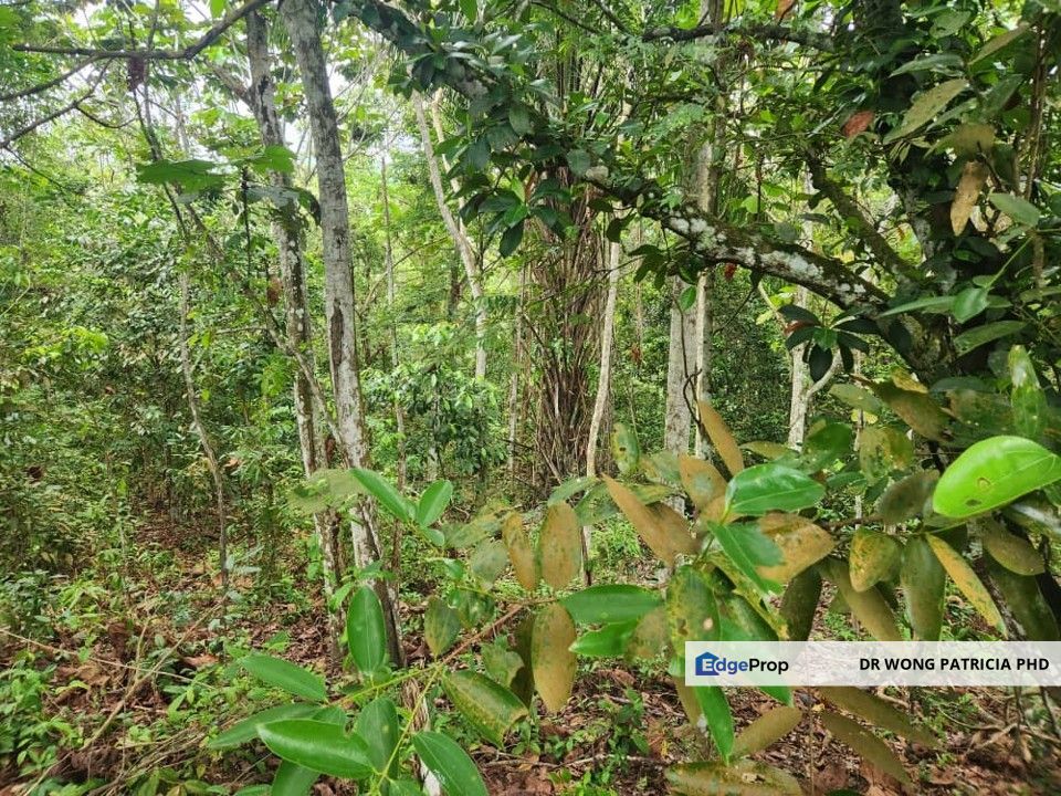 Sandalwood Farm, 1 ac, Kampung Kundor Hilir, 71400 Pedas, Negri Sembilan, Negeri Sembilan, Rembau