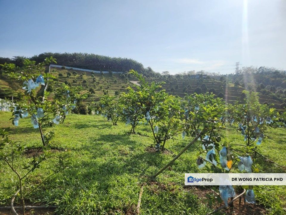 FRUIT FARM LAND, 3.59 ac, off Jalan Kenari, Bandar Baru Lembah Beringin, Lembah Beringin, Selangor, Selangor, Kuala Kubu Baru