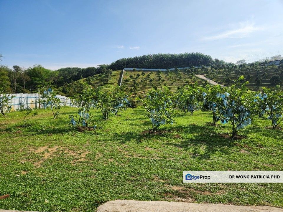 FRUIT FARM LAND, 3.59 ac, off Jalan Kenari, Bandar Baru Lembah Beringin, Lembah Beringin, Selangor, Selangor, Kuala Kubu Baru