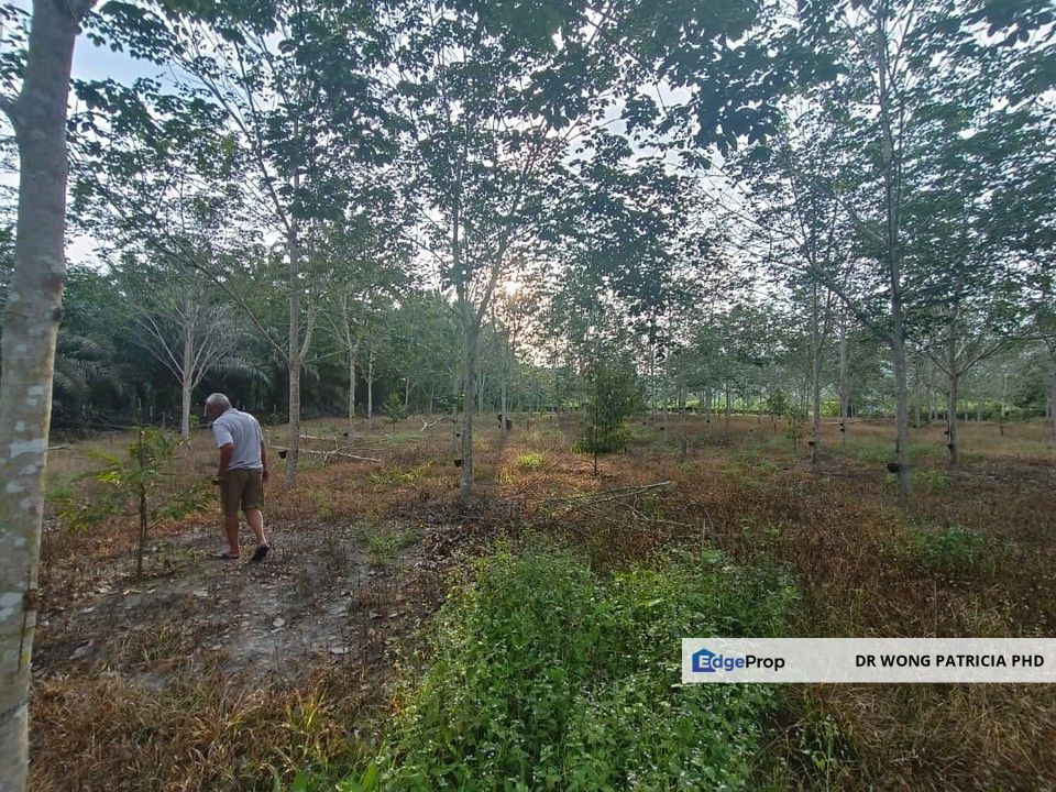 Very Cheap, Rubber & Durian Farm, 6.57 acres, Jln Kg. Chemomoi, 28310 Triang, Pahang, Pahang, Bentong