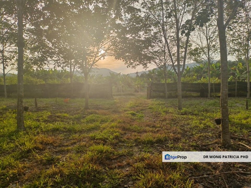 Very Cheap, Rubber & Durian Farm, 6.57 acres, Jln Kg. Chemomoi, 28310 Triang, Pahang, Pahang, Bentong