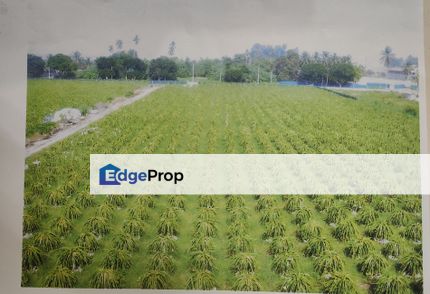 Morib Birdnest and Dragon Fruit Land for Rent, Selangor, Banting
