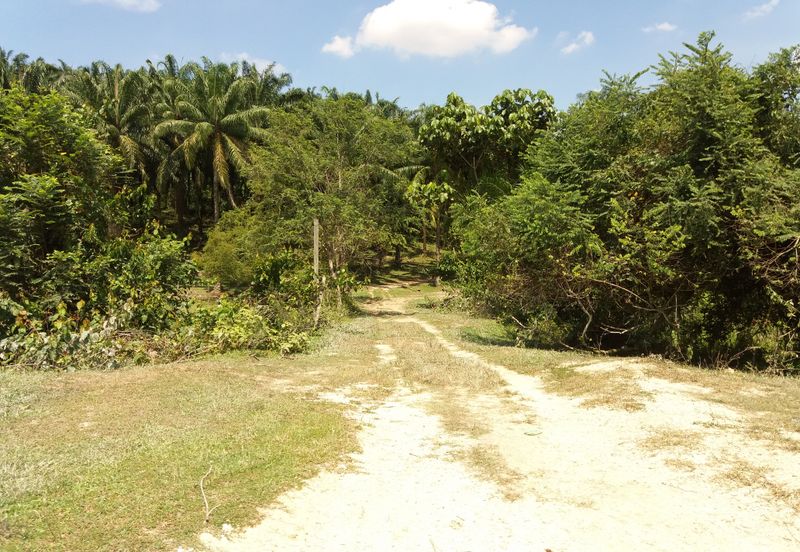 Tanah Pertanian Kampung Sungai Kembong Hulu