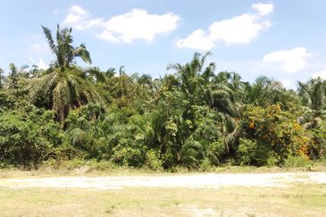 Tanah Pertanian Kampung Sungai Kembong Hulu