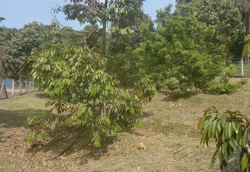 [TANAH TEPI JALAN UTAMA] Tanah Dusun, Sungai Timun, Linggi