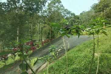 [ TANAH RESORT CANTIK ] di Ulu Klawang Jelebu