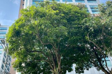 SS 21, Damansara Utama