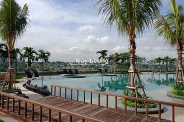 Cyperus @ Tropicana Gardens