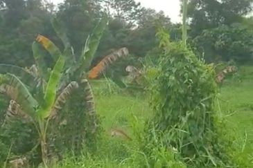 Rawang Perdana, Rawang integrated, puncak alam, elmina business park, elmina east, serendah, kampung baru sungai buloh, selayang, batu caves, gombak,