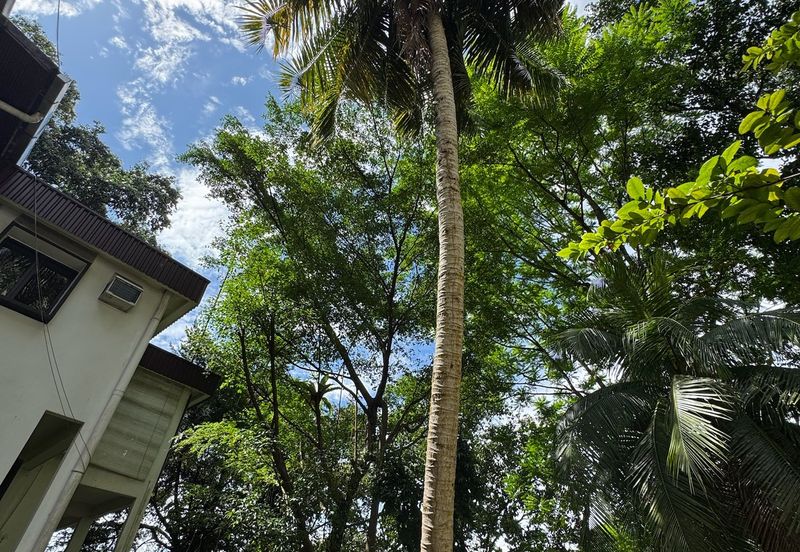 3 storey classic bungalow @ Bukit Tunku (Kenny Hills)