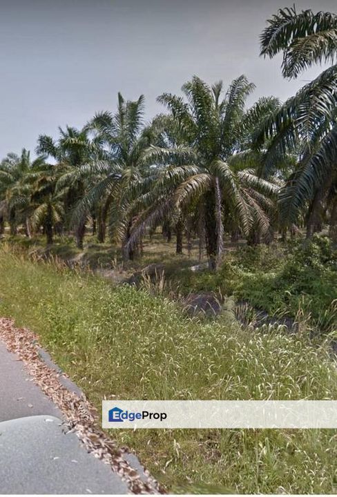 Tanjong Malim palm oil land for sell, Perak, Tanjung Malim