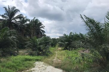 Freehold Agri land at Banting Selangor For Sale !!