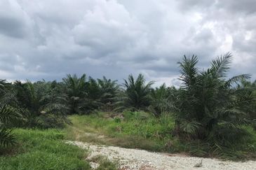 Freehold Agri land at Banting Selangor For Sale !!