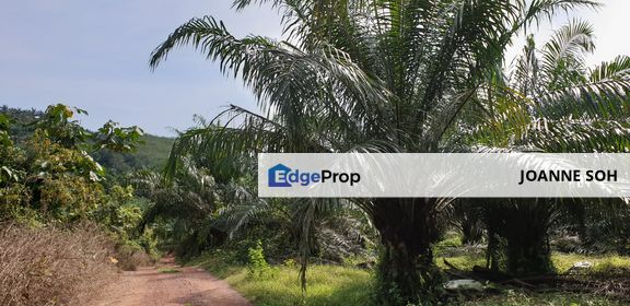 Agri land Freehold at Ijok For Sale, Selangor, Kuala Selangor