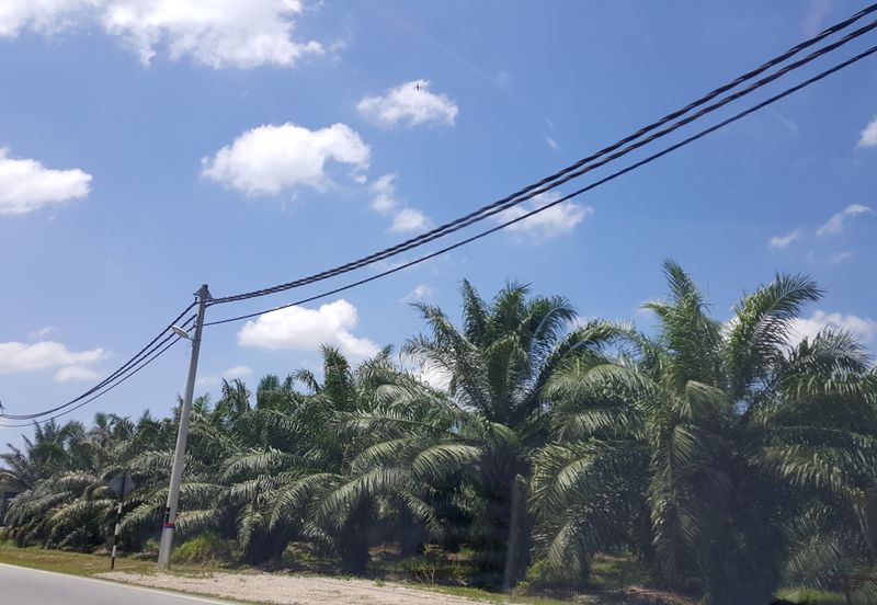 Agri land Freehold at Ijok For Sale