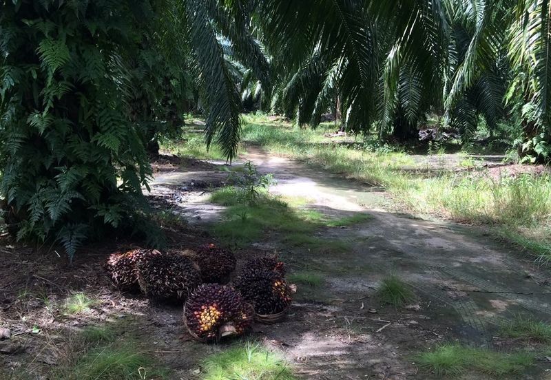 Agri land Freehold at Ijok For Sale