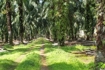 Agri land Freehold Ind Zoning Ijok For Sale!