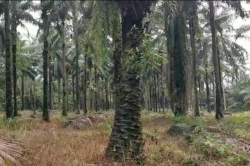 Freehold Sepang Agri land 5.12acres For Sale!!