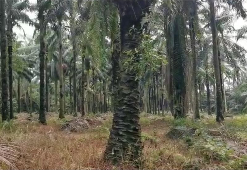 Freehold Sepang Agri land 5.12acres For Sale!!