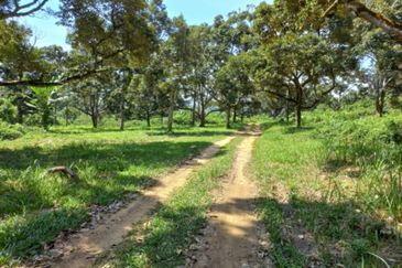 Freehold Agri Land rm 30persqft in Selangor 