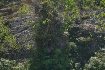 Melaka Alor Gajah Facing Mainroad Land Sale!