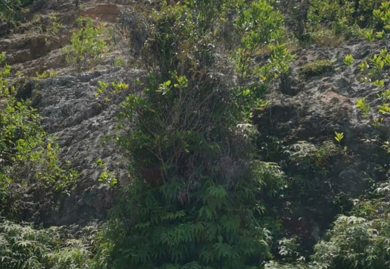 Melaka Alor Gajah Facing Mainroad Land Sale!