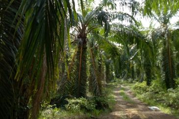 Freehold raub agri land for sale