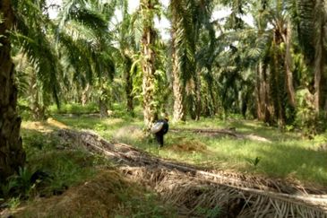 Freehold raub agri land for sale