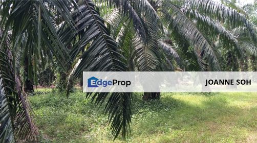 Muar agri land 60acres for sale, Johor, Muar