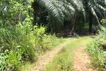 Perak Freehold agri land at Kuala Kangsar Perak for sale!!