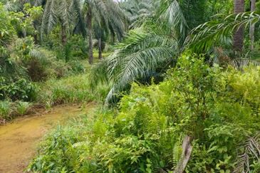 Perak Freehold agri land at Kuala Kangsar Perak for sale!!
