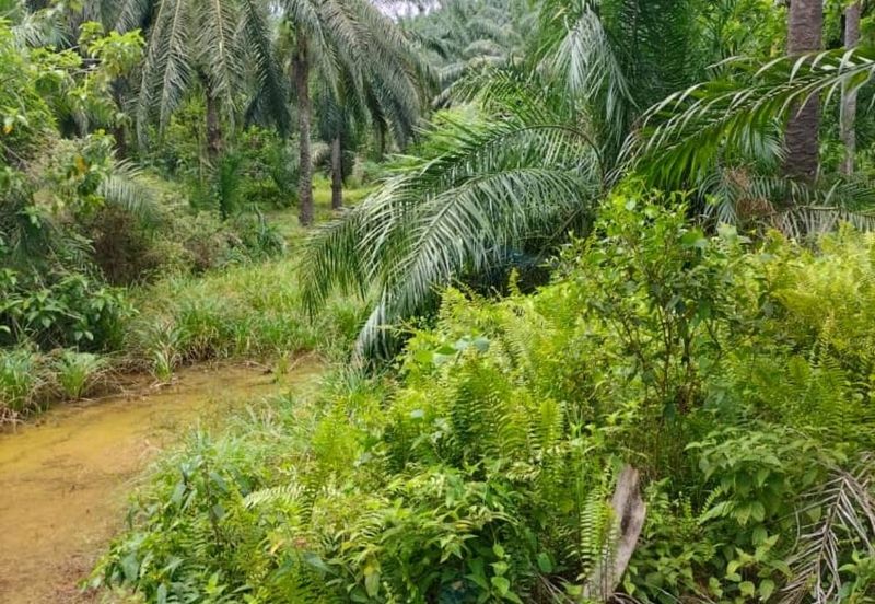Perak Freehold agri land at Kuala Kangsar Perak for sale!!