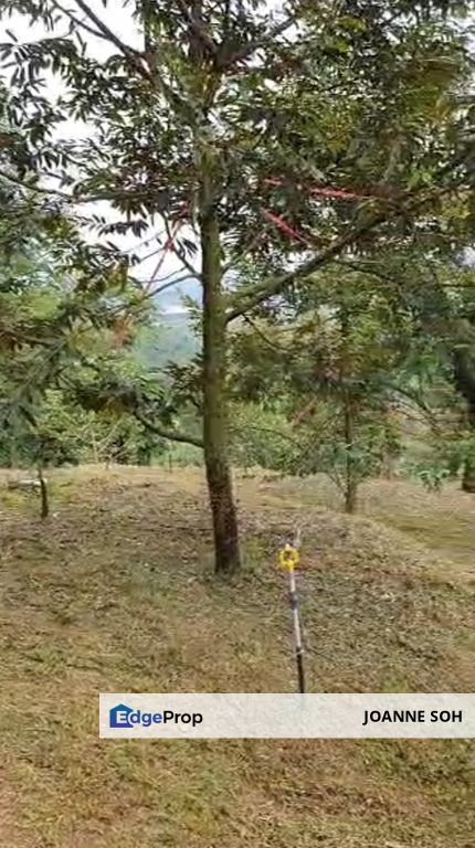 Tapah 11acres agriculture land with Durian for sale, Perak, Tapah