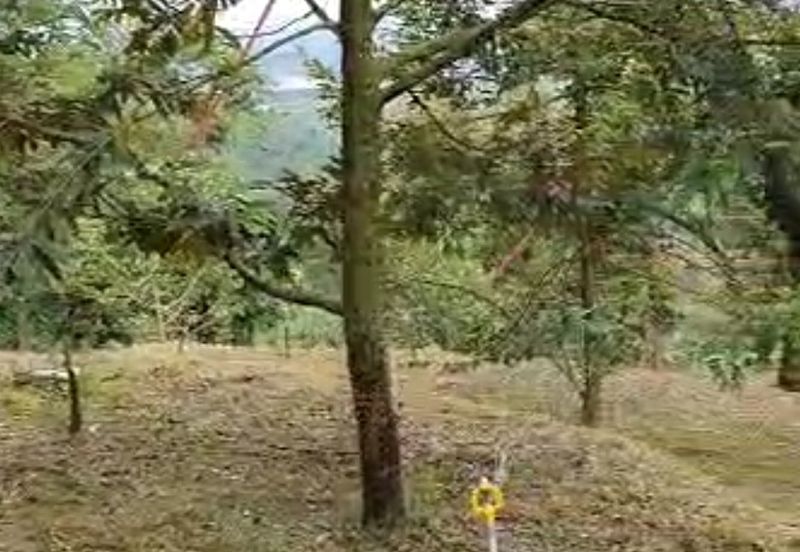 Tapah 11acres agriculture land with Durian for sale