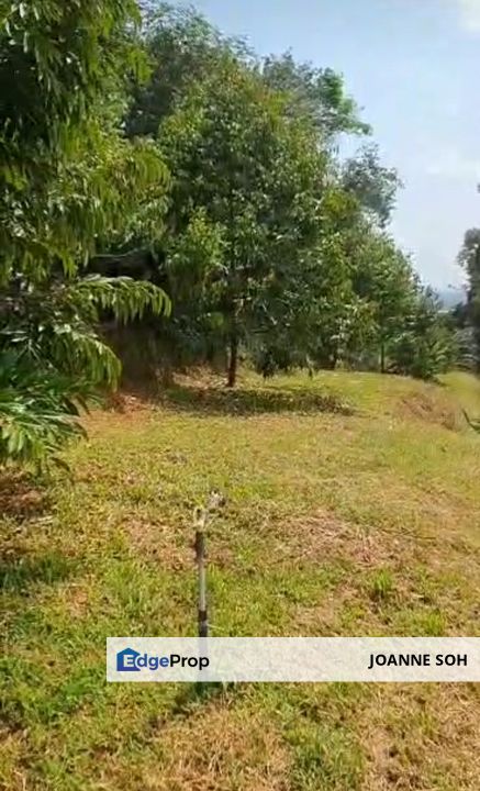 Tapah 11acres agriculture land with Durian for sale, Perak, Tapah