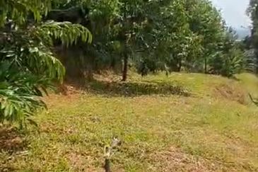 Tapah 11acres agriculture land with Durian for sale
