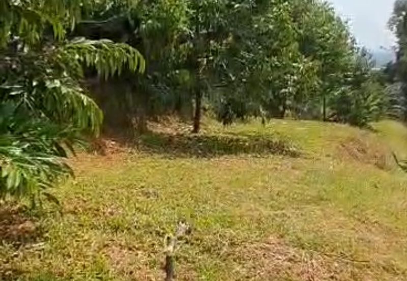 Tapah 11acres agriculture land with Durian for sale