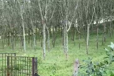 Agriculture land at Alor Gajah Melaka For Sale!