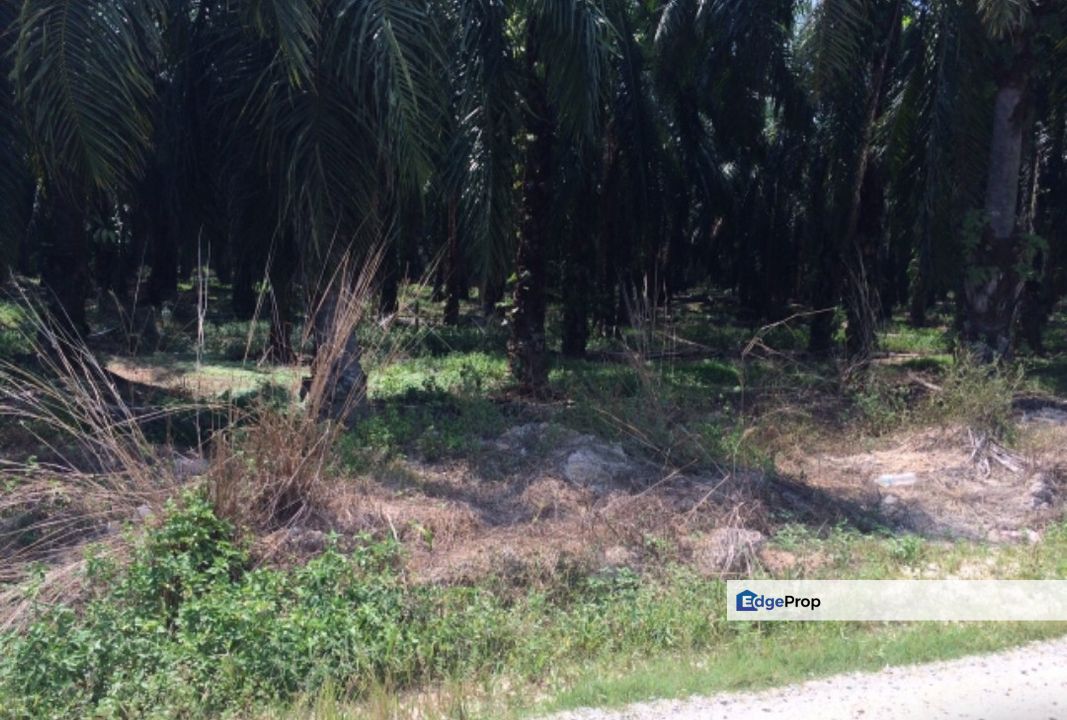 Agriculture land in Residencial zoning for sale , Selangor, Banting