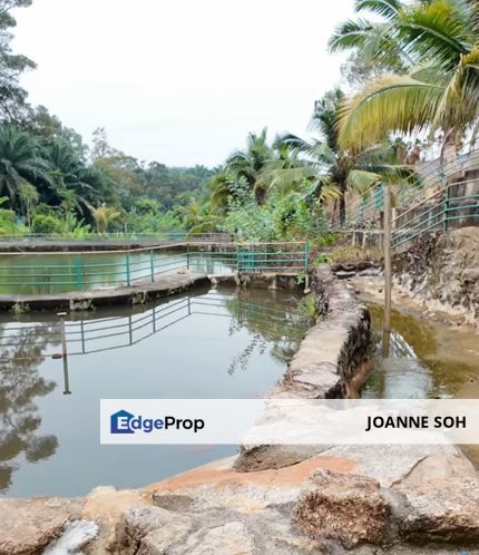 Bandar seremban,seremban,negeri sembilan agriculture land with coconut trees,musang king & fish pond for sale!!!, Negeri Sembilan, Seremban