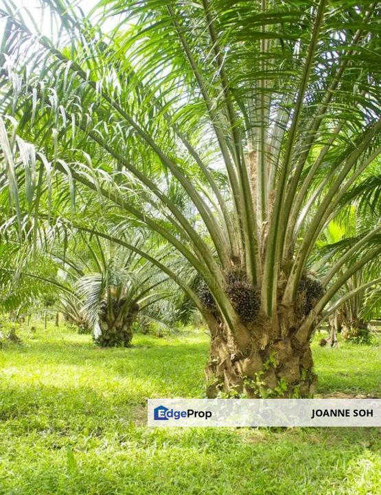 Sitiawan Perak freehold agriculture land 942.3acres for sale, Perak, Manjung