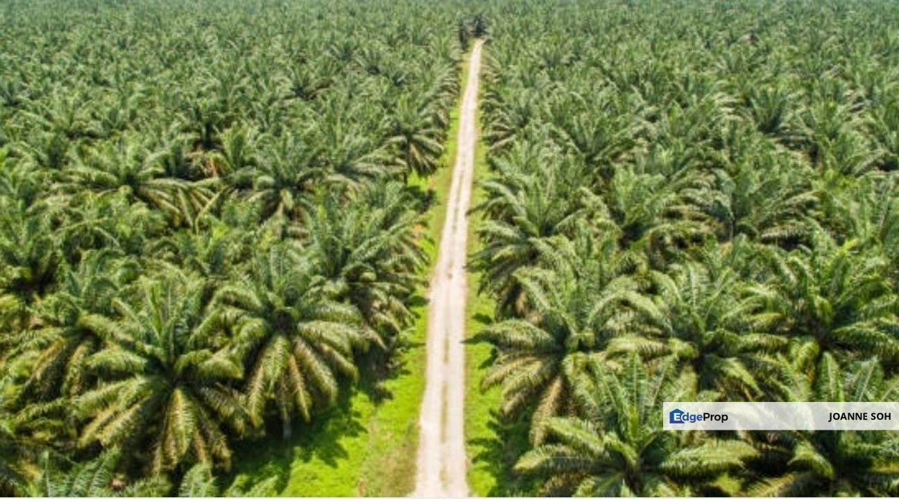 Sitiawan Perak freehold agriculture land 942.3acres for sale, Perak, Manjung