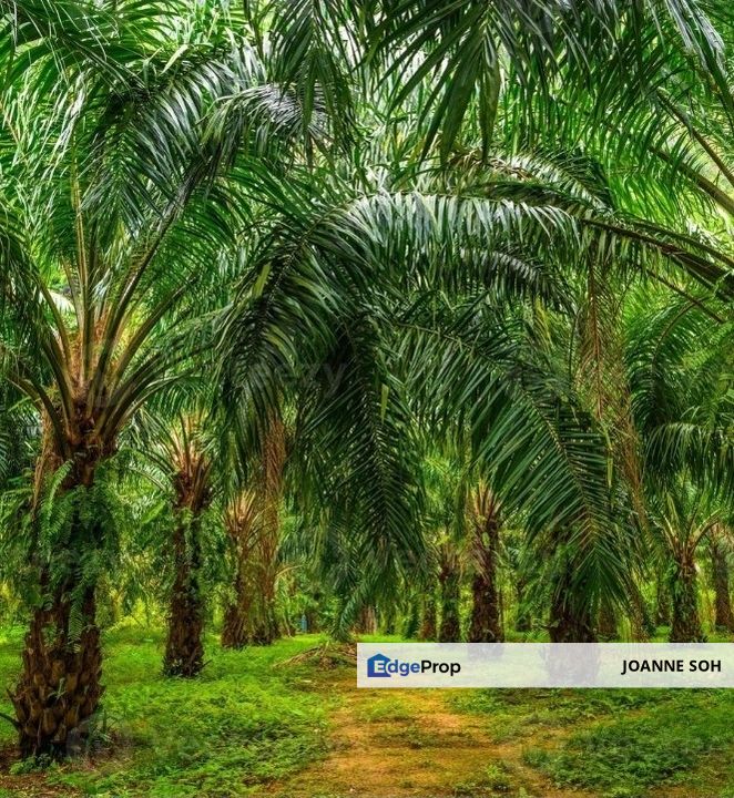 Sitiawan Perak freehold agriculture land 942.3acres for sale, Perak, Manjung