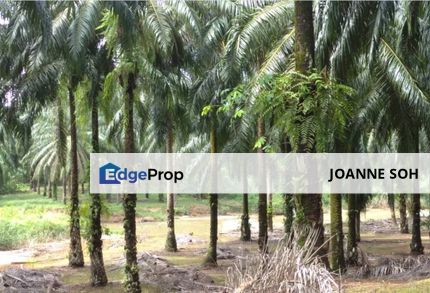 Agriculture land @Taiping 580acres for sale, Perak, Taiping