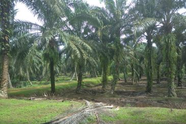 Agriculture Land @ Taiping