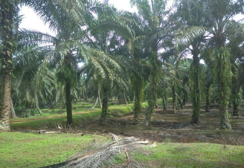 Agriculture Land @ Taiping