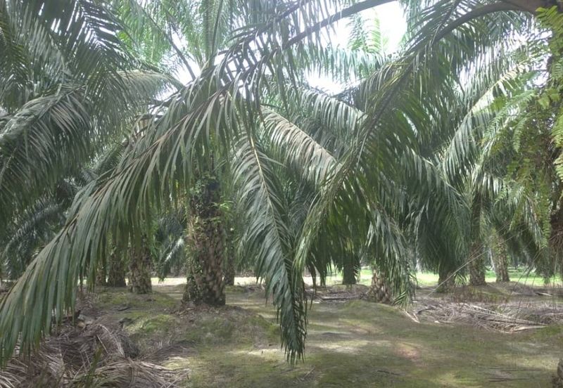 Agriculture Land @ Taiping